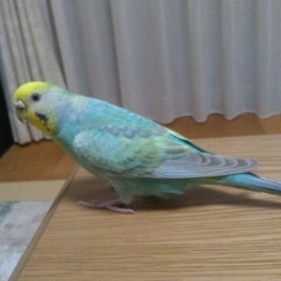 好きな動物はインコです。セキセイインコのメス1羽が家族の一員です。インコは、本当に愛情表現が上手ですね！
懐いている順は、1位…娘、2位…奥方、ビリ…拙者でござるよ(笑)。最近、娘とポケモン観るのも楽しみです。