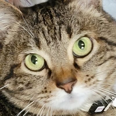 猫が好きでたまらない♡
ひたすら猫を愛でるアカウントにしたい🤗
無言フォロー失礼します。
AFKアリーナというゲームに4年はまるが5年目で引退。AFKジャーニーはまり中😀
