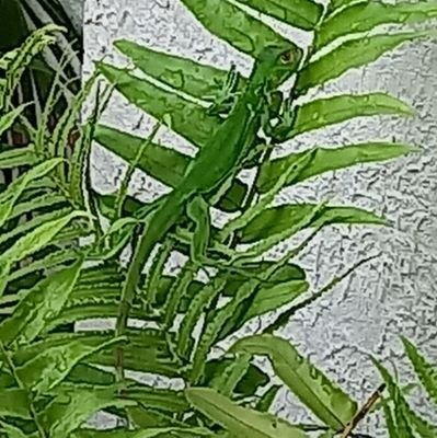 mcdh1906's profile picture. 