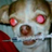 DOG_EAT_HUMAN