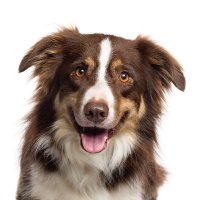 Suffolk Dog Day (@suffolkdogday) 's Twitter Profile Photo Suffolk Dog Day (@suffolkdogday) 's Twitter Profile Photo