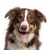 Suffolk Dog Day (@suffolkdogday) Twitter profile photo Suffolk Dog Day (@suffolkdogday) Twitter profile photo