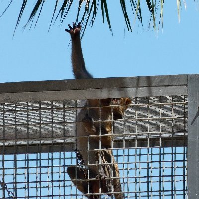 Luchamos para cerrar la granja de macacos de Camarles (Tarragona) y para concienciar sobre la magnitud e inutilidad de la experimentación animal.
#StopCamarles