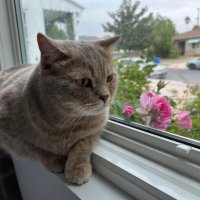 Milo&Izzy (@kofibins) 's Twitter Profile