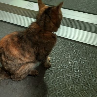 驚きの価格が実現!】 クロフネページ 生地/糸 - mach.pe