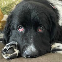 The Muppy Puppy (@themuppypuppy) 's Twitter Profile Photo