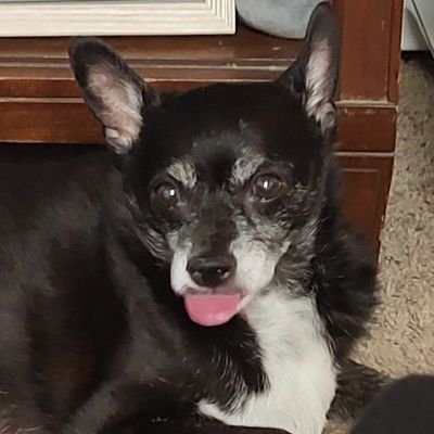 I'm Oso! I love playing, cuddles, sleeping, cheese, treats,and eating tissues! I'm a rescue dog and a Ratcha. Love me, and let's chat! Easily bribed with food!