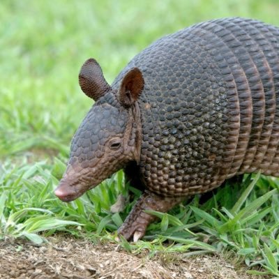 Armadillo Profile