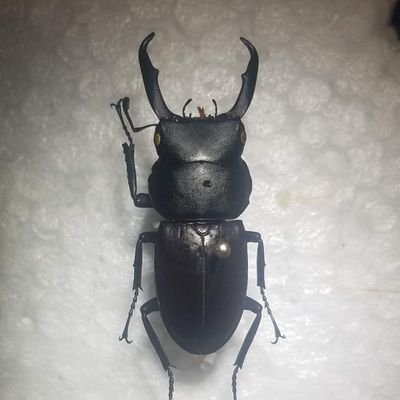 KOKUWA_LOVE's profile picture. コクワガタをこよなく愛する者です
色んな生き物飼育・採取しております
無言フォロー失礼m(_ _)m