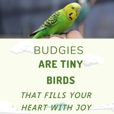 I'm Mesbah Uddin, a passionate budgie keeper with years of experience. I fell in love with these adorable pets the moment I saw them first.