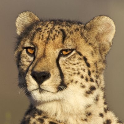 Gumbaro Liveさんのプロフィール画像