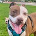 Punkrockdoglover (@coolhandjack40) Twitter profile photo