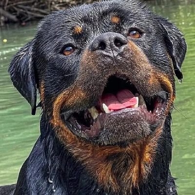 welcome to @rottweilraddict
we share daily #rottweiler contents
follow us if you love 💕