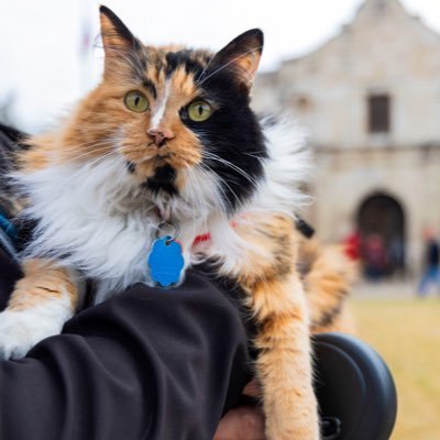 Miss Bella is the latest in a line of @OfficialAlamo cats who patrol the complex defending the Alamo from pesky rodents and greeting visitors. #museummascot