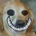Dog ๐๐ฐ ๐ค ๐ (@dogbutme) Twitter profile photo Dog ๐๐ฐ ๐ค ๐ (@dogbutme) Twitter profile photo