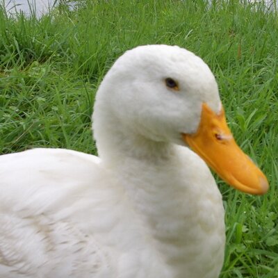 ツイイタ 鳥取市の平成24年度当初予算案が発表され ガイナーレ関係では サッカー場整備事業でバードスタジアムの大型映像設置工事など総事業費5 9億円 クラブハウス関係で 若葉台スポーツセンター整備に11 5億円が当初予算で上がってます 大型映像装置の