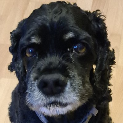 DoggoUnleashed's profile picture. Digital content creator focused on critical thinking and insight.
Passionate about crafting thought-provoking narratives in online media.