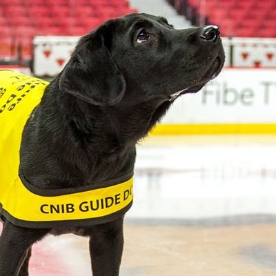 I am a working guide dog who spent my youth training with the Ottawa Senators