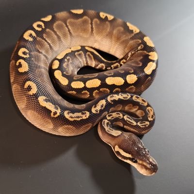 bowlisa101's profile picture. ボールパイソン飼育初心者！？
ボールの勉強させて頂いております、無言フォロー失礼いたします。