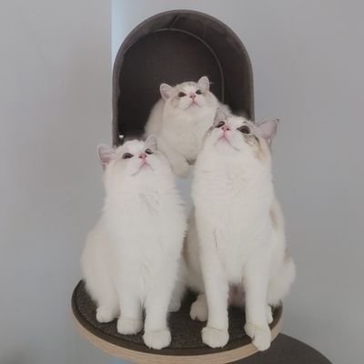 woilahsatehehe's profile picture. 