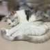 Weather Cat (@weathercat2) Twitter profile photo Weather Cat (@weathercat2) Twitter profile photo