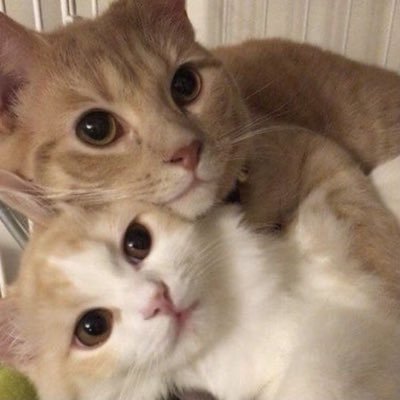 FUCK U MADDYさんのプロフィール画像