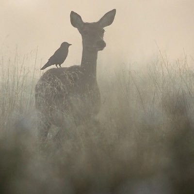 سبحان الله وبحمده سبحان الله العظيم