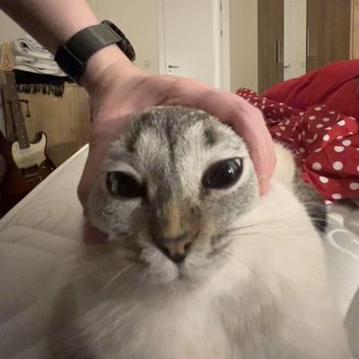 Taco_GD23's profile picture. i like the Tacos