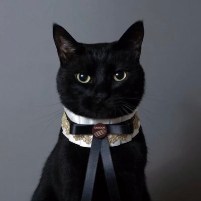 🐈‍⬛ 🐾さんのプロフィール画像