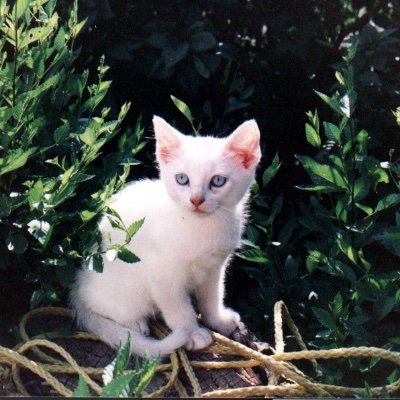 BillyKDog's profile picture. 