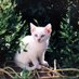 BillyKDog (@billykdog) Twitter profile photo BillyKDog (@billykdog) Twitter profile photo