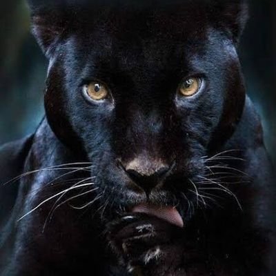 ayarzajose58's profile picture. 