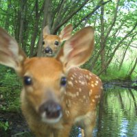 trailcams 🌿(@bettertrailcams) 's Twitter Profile Photo