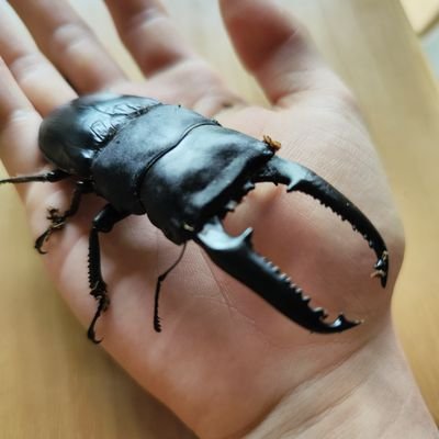 ムシキングの日 ムシキングに登場する飼育が不可能な虫