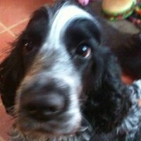 Steve without the PH (@mserv1061) 's Twitter Profile Photo Steve without the PH (@mserv1061) 's Twitter Profile Photo