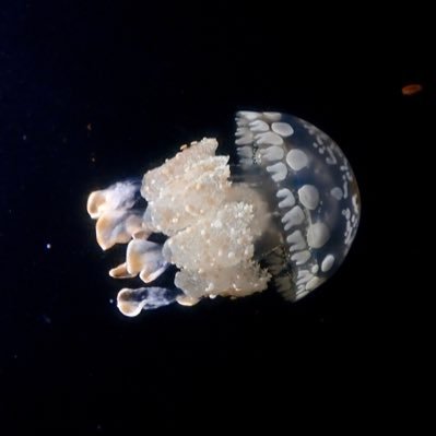 PADI RED|2021年4月〜ダイビング始めて水中世界の虜に|ワイドもマクロも地形も大物も好きな欲張りダイバー|伊豆を中心に時々遠征|離島好き|旅好き|いろんな海で潜りたい