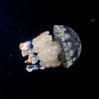 くらげ (@diverxdiver) 's Twitter Profile Photo