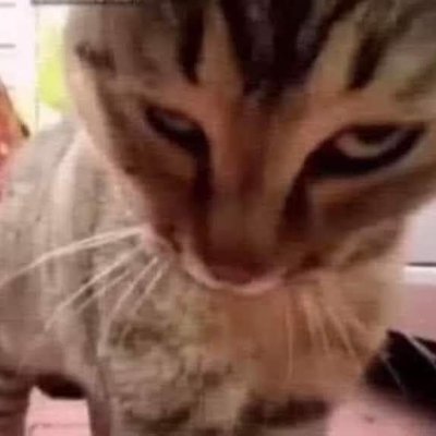 wotefok141's profile picture. 