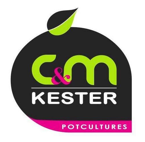 C&M Kester, kwekerij van bloeiende seizoens producten, Stamfuchsia's, Helianthus, Cyclamen, Poinsettia's