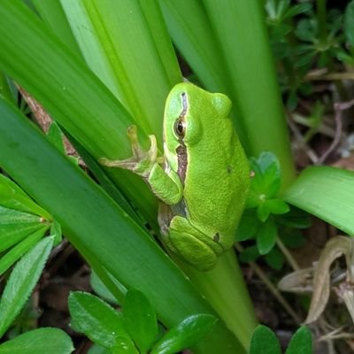 tantumanita's profile picture. 🌹..solo cose buone 🐇
gli ‍amici 🐦
ottimista🍀 nonostante tutto 😷
 ..chi non dorme? 🌹..sogna 🌴un pianeta pulito! 
Siamo...🐜...nell'universo !