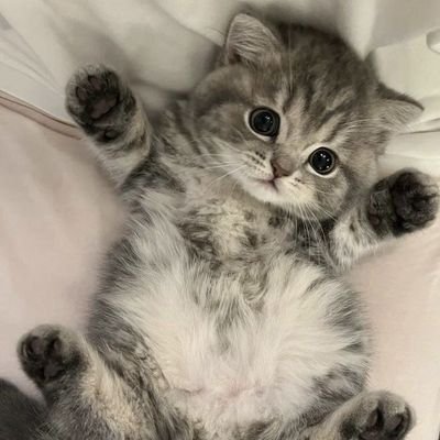 cat0o0oworld's profile picture. 