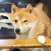 Prof Tomohiko Nishigami (@t_nishi_t) 's Twitter Profile