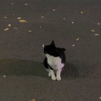 稀亜 🌷🖤 (@in_fact_07) 's Twitter Profile