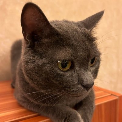 yingqiu_huang's profile picture. iOS Developer