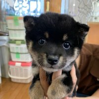 黒豆柴ダム (@kuromameshisa) 's Twitter Profile Photo