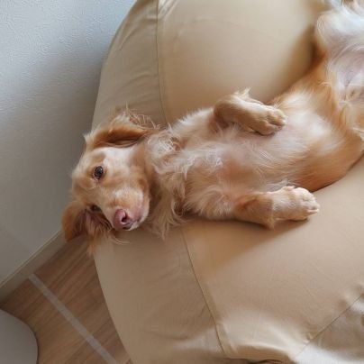 zwzw_mrin's profile picture. DATA Saber 2024.2〜/Tableau触り始め2023.10月