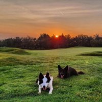 Leah & Jake The 2 Borders(@LeahTheCollie1) 's Twitter Profile Photo
