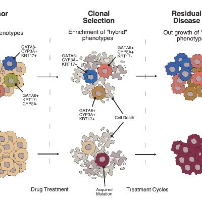 Director of Translational Research
Botton-Champalimaud Pancreatic Cancer Center