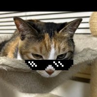 オニギリ (@neko_nice86) 's Twitter Profile