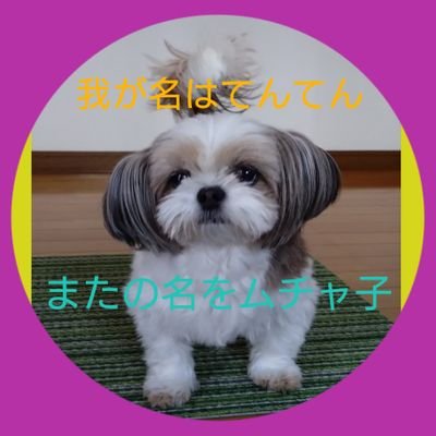 元保護犬♀です。2018年生まれの5歳。父チワワ母シーズー。ブリーダー崩壊→さいたま市の@VetsWith さんという団体→2020年10/25我が家。果物と鳥の糞とお肉とお出掛けが大好き。性格は大人しくマイペース、ビビり、好奇心旺盛。趣味は飼主観察。基本的に休日投稿です。